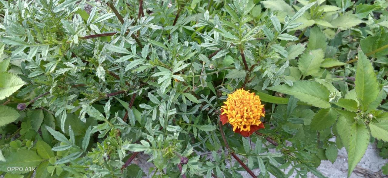 Evergreen Home Stay Almora Ngoại thất bức ảnh